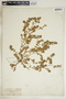 Euphorbia humistrata image