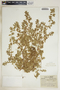 Euphorbia humistrata image