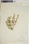 Euphorbia humistrata image