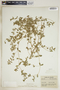 Euphorbia humistrata image