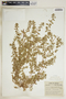 Euphorbia humistrata image