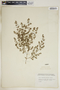 Euphorbia humistrata image