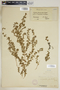 Euphorbia humistrata image
