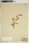 Euphorbia humistrata image