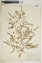 Euphorbia humistrata image