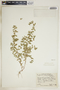 Euphorbia humistrata image