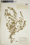 Euphorbia humistrata image