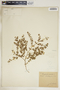 Euphorbia humistrata image
