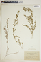 Euphorbia humistrata image