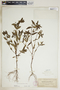 Euphorbia hypericifolia image