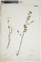 Euphorbia hypericifolia image