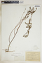 Euphorbia hypericifolia image