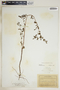 Euphorbia hypericifolia image