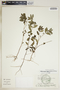 Euphorbia hypericifolia image