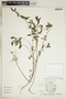 Euphorbia hypericifolia image