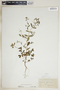 Chamaesyce hyssopifolia image