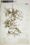 Chamaesyce hyssopifolia image