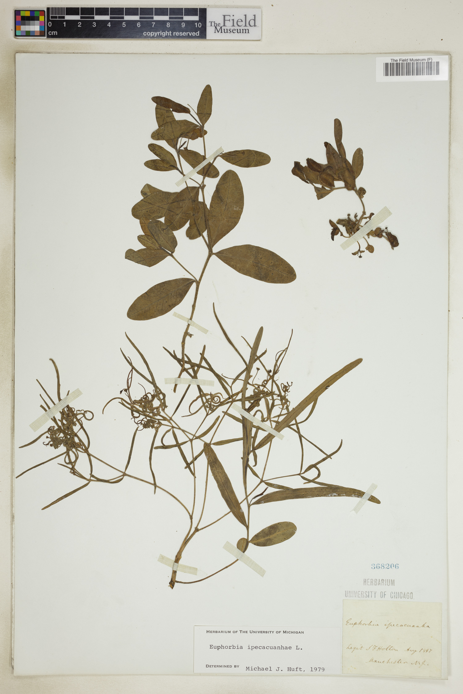 Euphorbia ipecacuanhae image