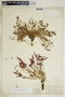 Euphorbia ipecacuanhae image