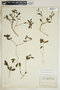 Euphorbia ipecacuanhae image