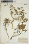 Euphorbia ipecacuanhae image