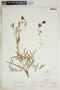 Euphorbia ipecacuanhae image