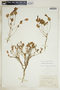 Euphorbia ipecacuanhae image