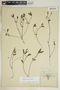 Euphorbia ipecacuanhae image