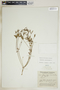 Euphorbia ipecacuanhae image