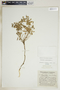 Euphorbia ipecacuanhae image