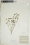 Euphorbia ipecacuanhae image