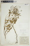 Euphorbia ipecacuanhae image