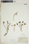 Euphorbia ipecacuanhae image