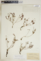 Euphorbia ipecacuanhae image