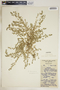 Euphorbia laredana image
