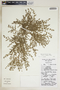 Euphorbia laredana image