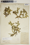 Euphorbia lathyris image