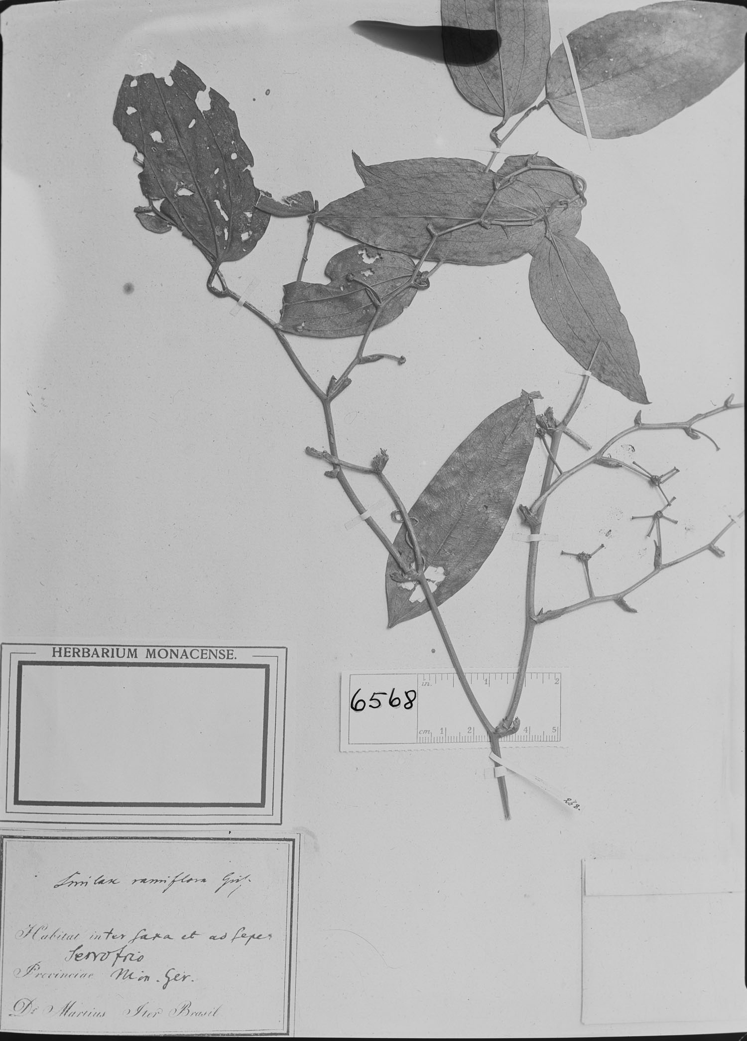 Smilax ramiflora image