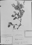 Ocotea lancifolia image