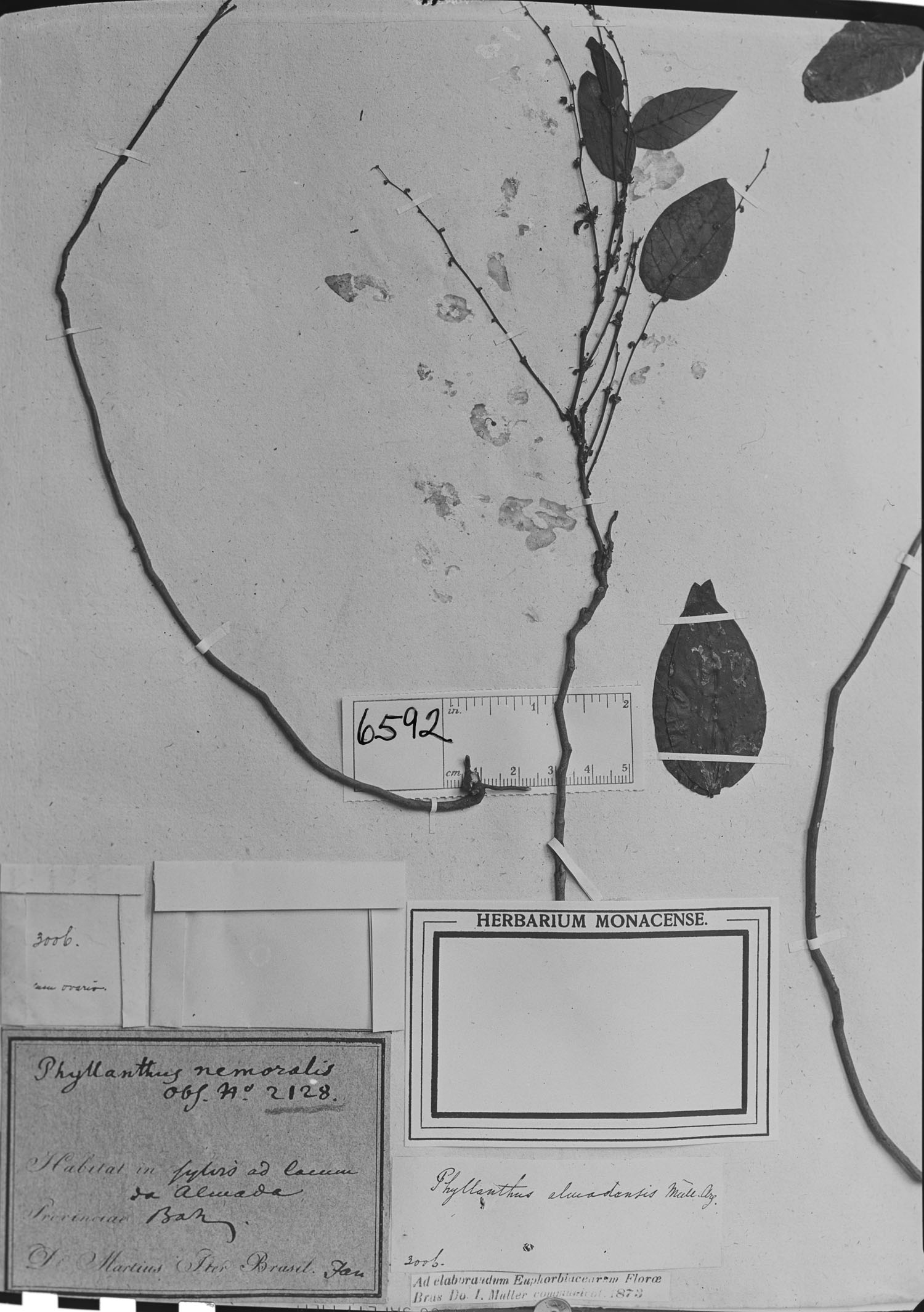 Phyllanthus almadensis image