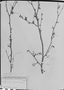 Phyllanthus octomerus image