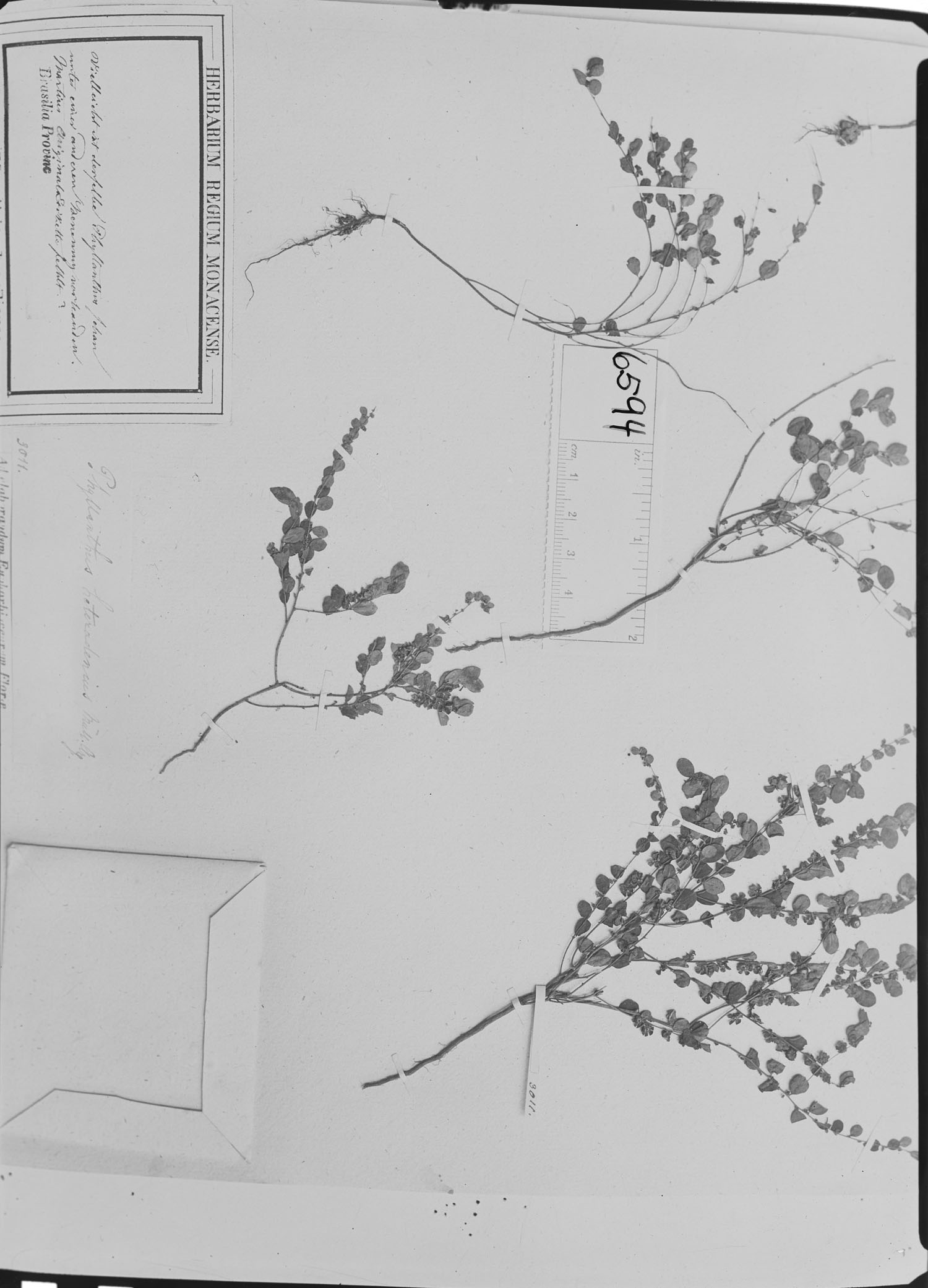 Phyllanthus heteradenius image