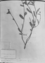 Croton desertorum image