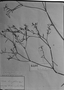 Croton linearifolius image