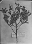 Croton longinervius image