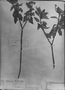 Croton luetzelburgii image