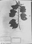 Croton rudolphianus image