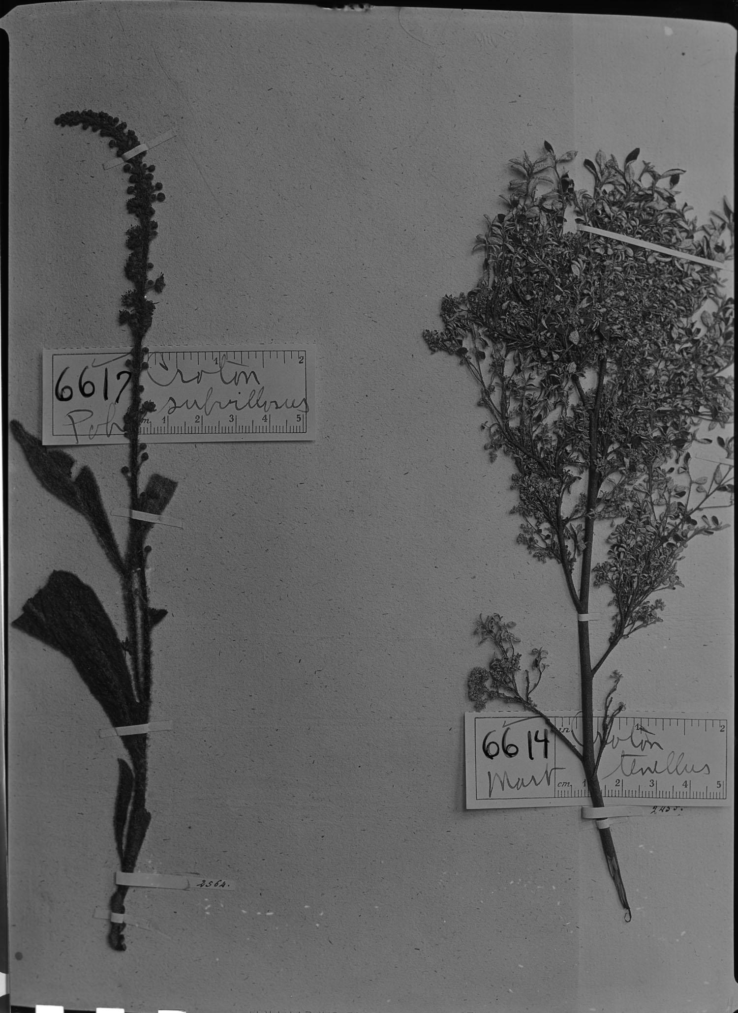 Croton tenellus image