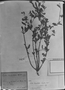 Croton tridentatus image