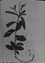 Croton semivestitus image